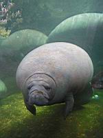 Dugong (03)